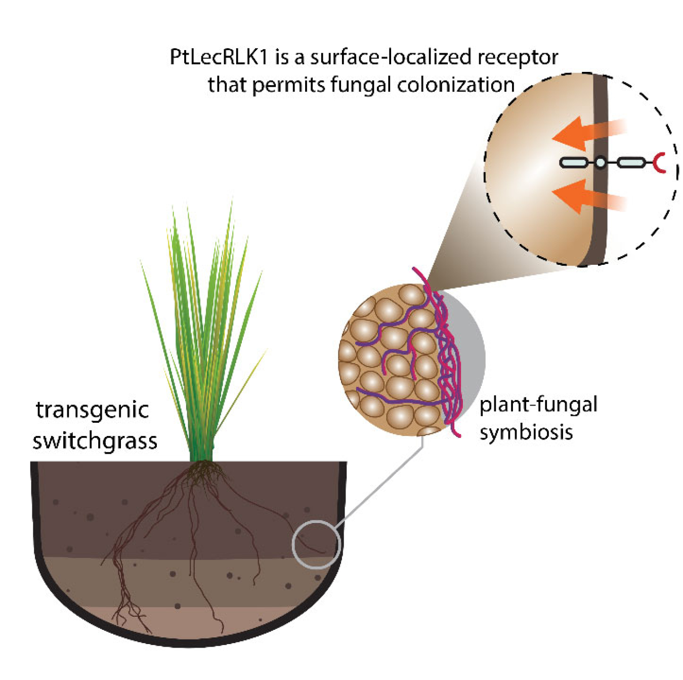 By introducing the gene PtLecRLK1 into a perennial grass, roots can now be colonized by a non-native ectomycorrhizae fungus known as Laccaria bicolor that grows between root cells and beneficially interacts with the plant host.