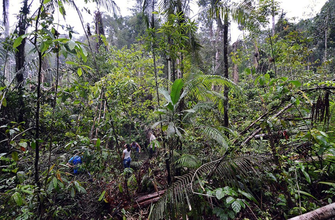 A group of people walking through a forest.