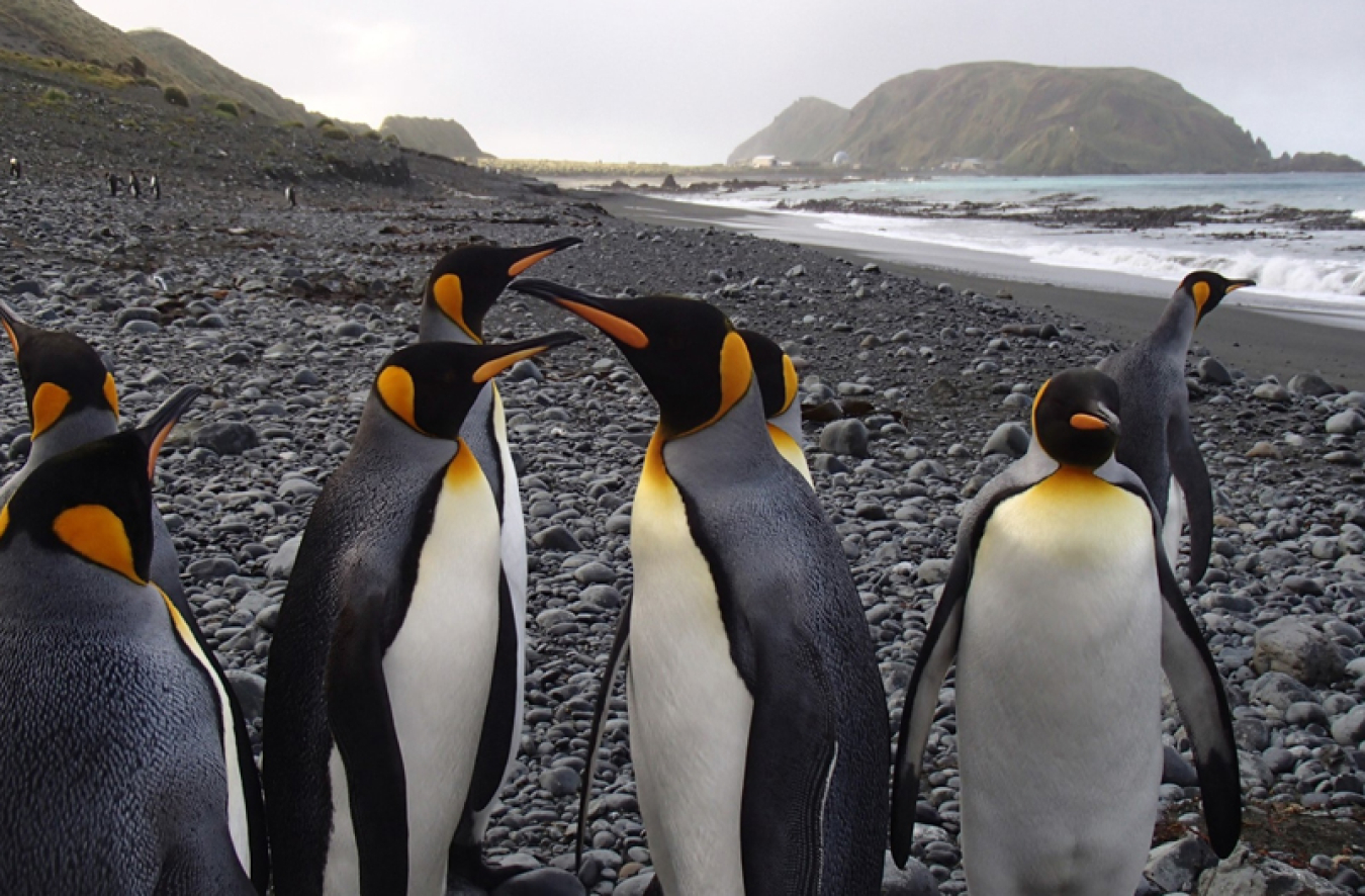 Six Gentoo penguins on a rocky beach.