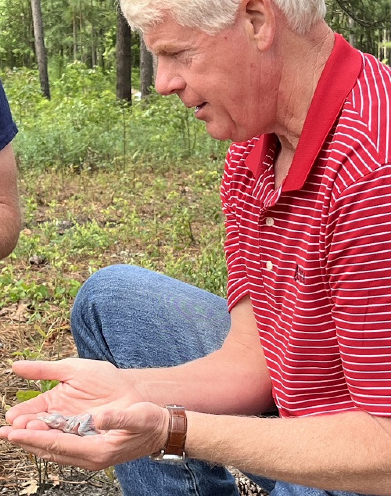 As the offspring of confiscated eastern box turtles make a splash at the Savannah River Site, endangered red-cockaded woodpeckers continue to grow in numbers at the site. 