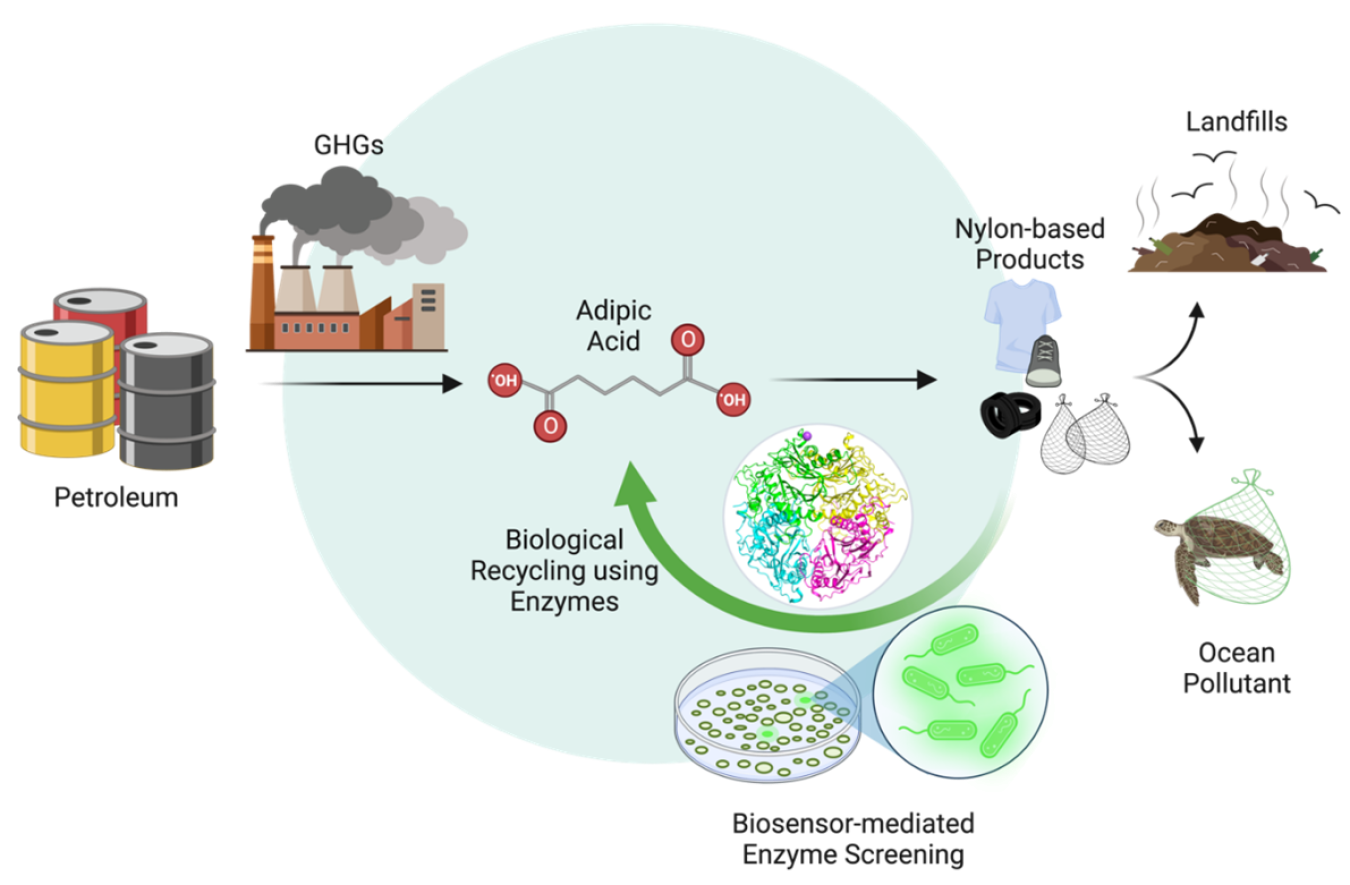 Image credit: Dr. Sang-Min Shin (LANL) using Biorender.com