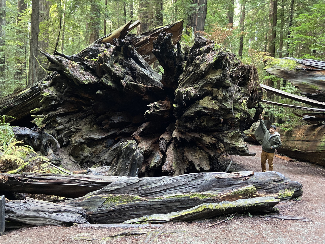 Sohom Datta reaches up to touch the bottom of a large fallen tree 