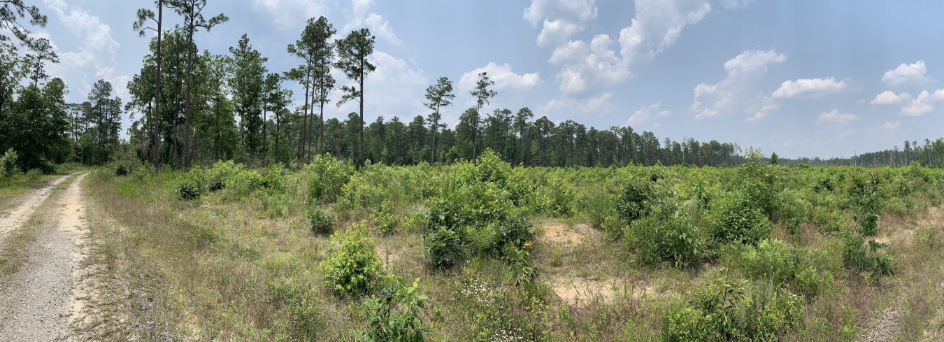 Landscape photo showing a dirt road, trees and small brush.