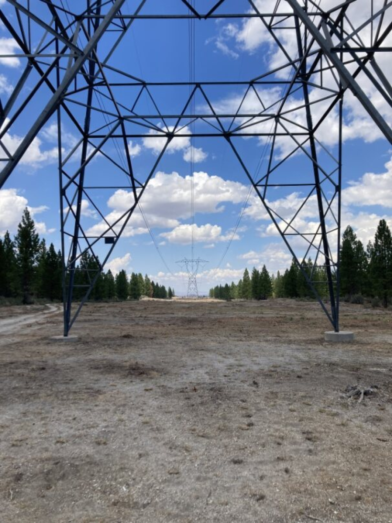 Brush cleared from transmissions lines