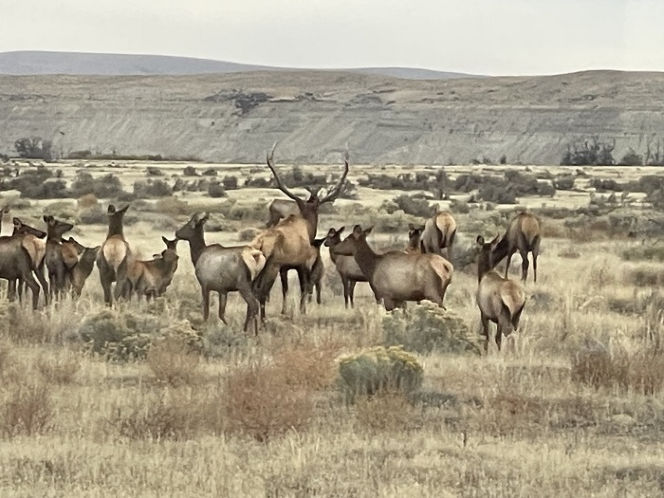 A herd of elk stand in a field