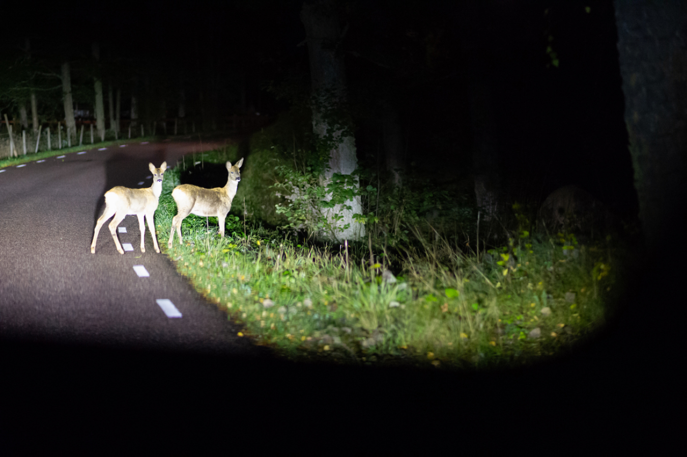 2 deer in front of headlights standing on a dark road beside grass