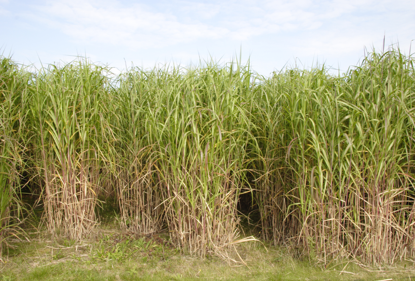 miscanthus 