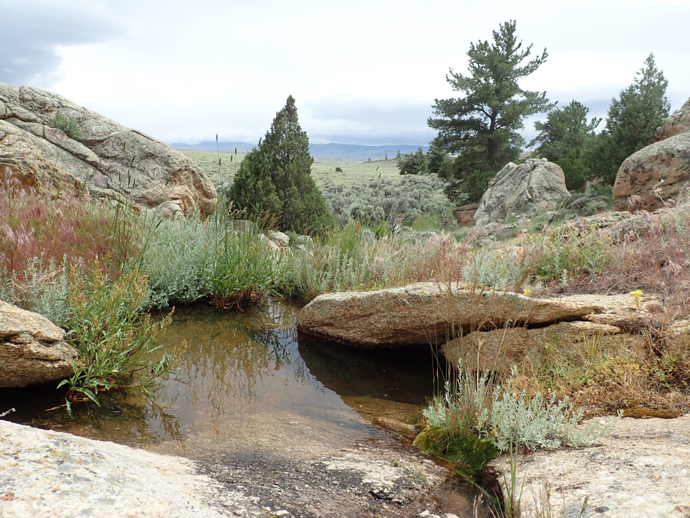 SPR Wetland Area