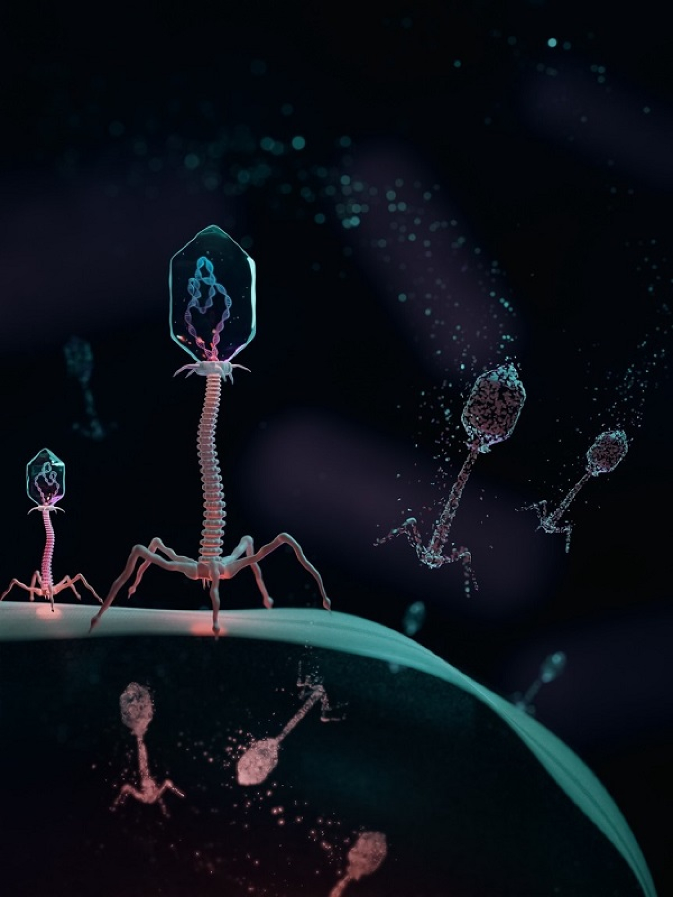 A bacterial virus inserting genetic material inside a bacterial cell during infection.