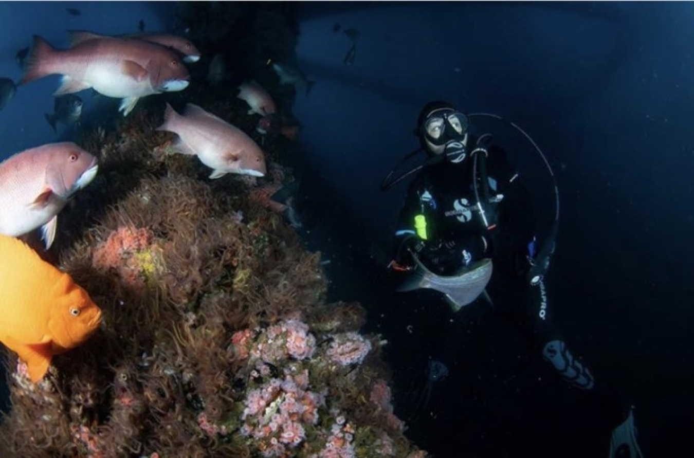 Claire Gonzales scuba diving in the ocean. Fish and pink anemones are near her.