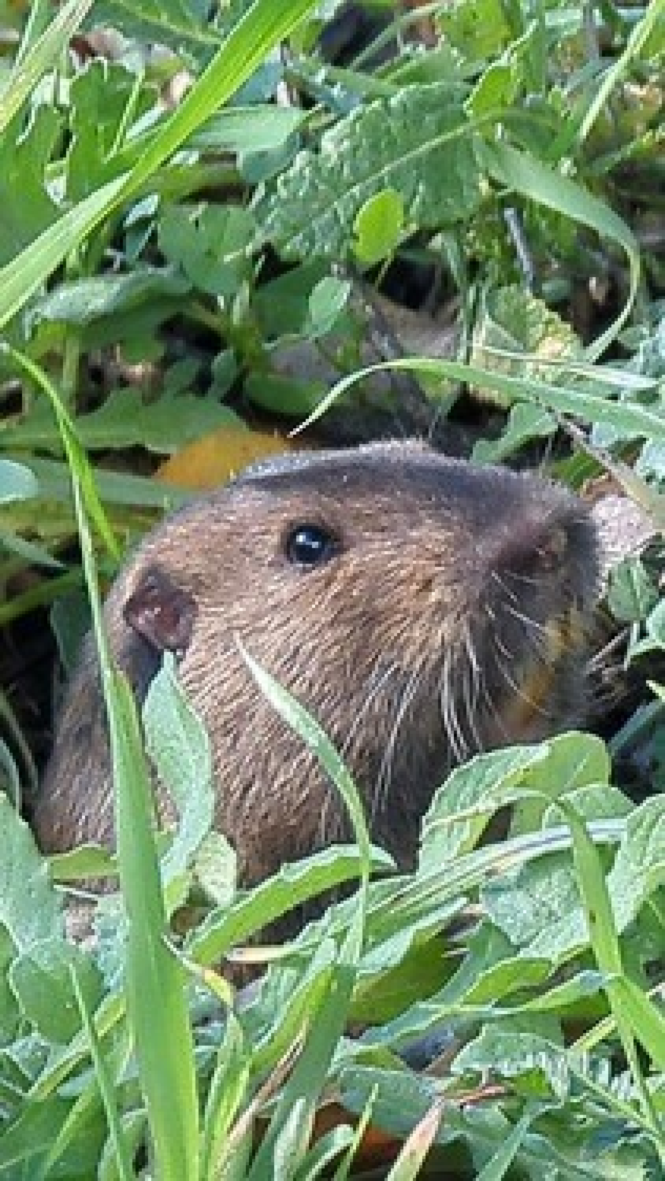 Gopher in grass.