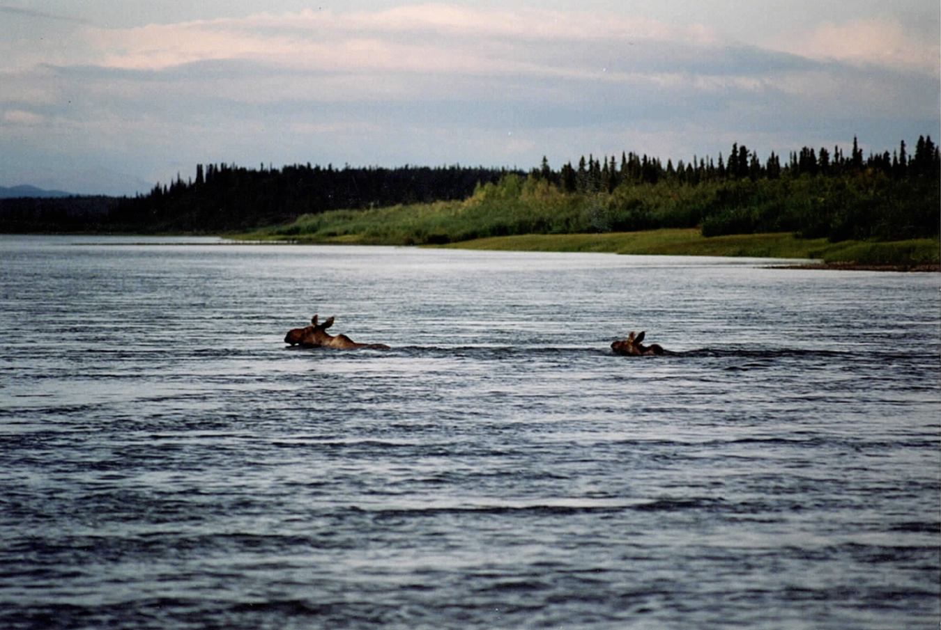 Two moose swimming across the Kobuk during William's canoe trip