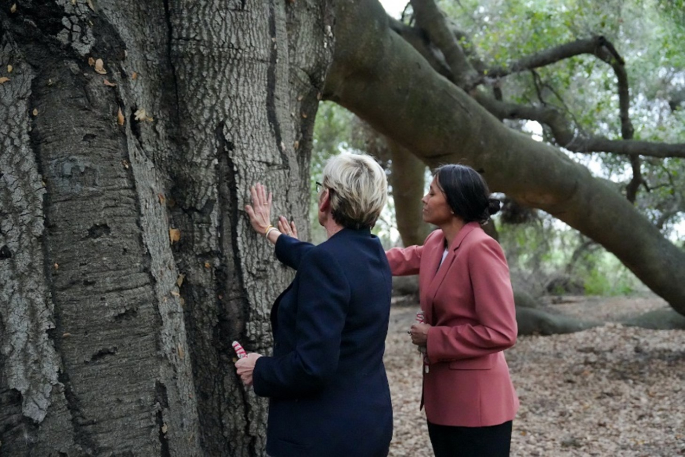 Two women touch a large tree's trunk in a moment of reverence.