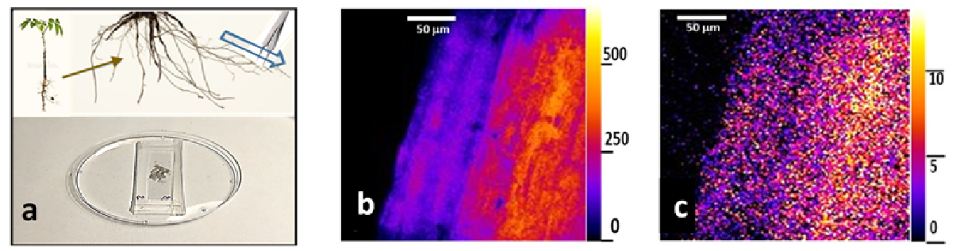 Bacteria can be evaluated in different plant root microenvironments (a) using microscope images of bacteria in root hairs with classical light (b) and using 100,000-fold lower quantum light colors (c) that avoid light damage.