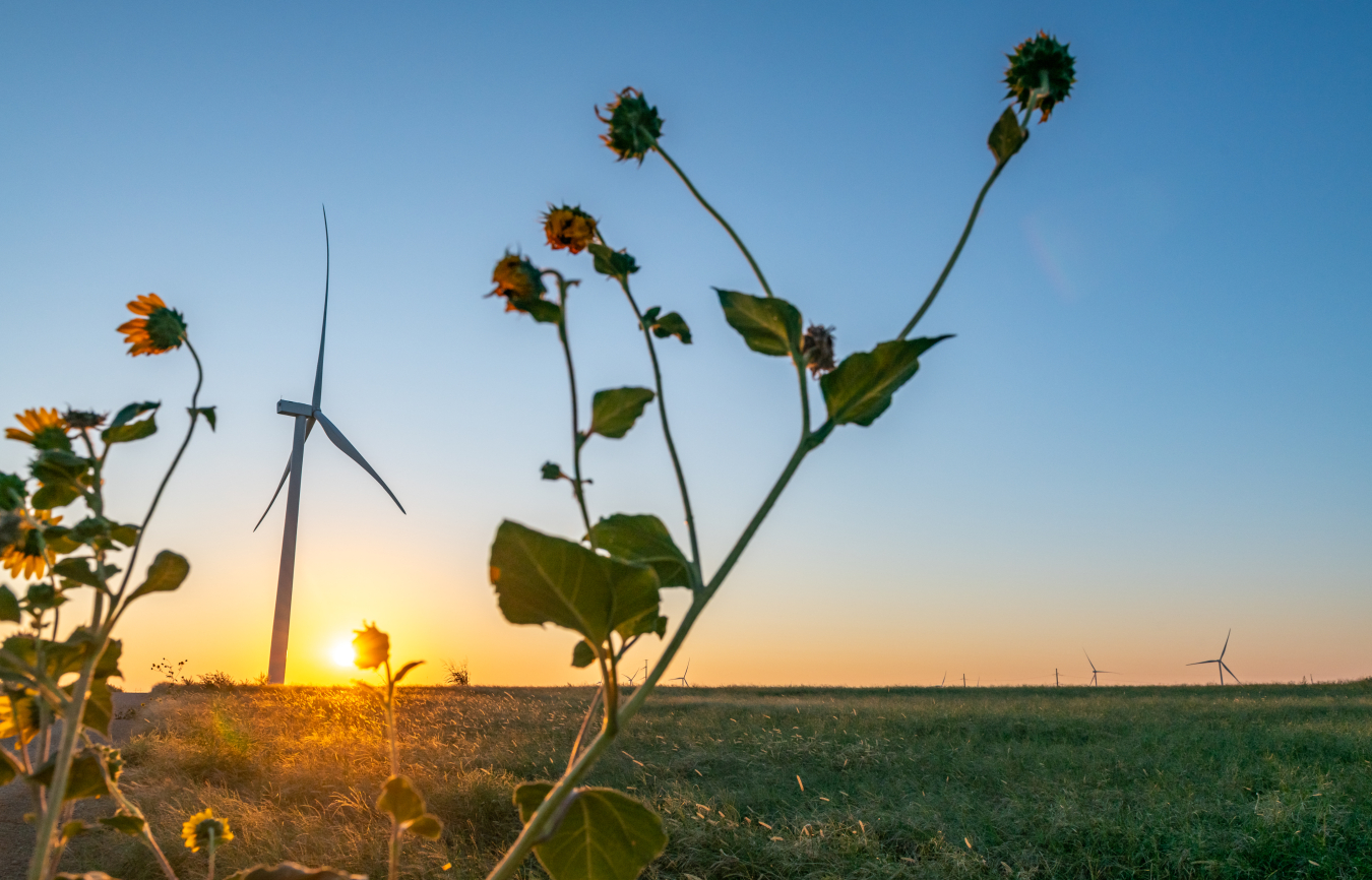 Wind farm with setting sun in the background and sunflowers in the foreground.