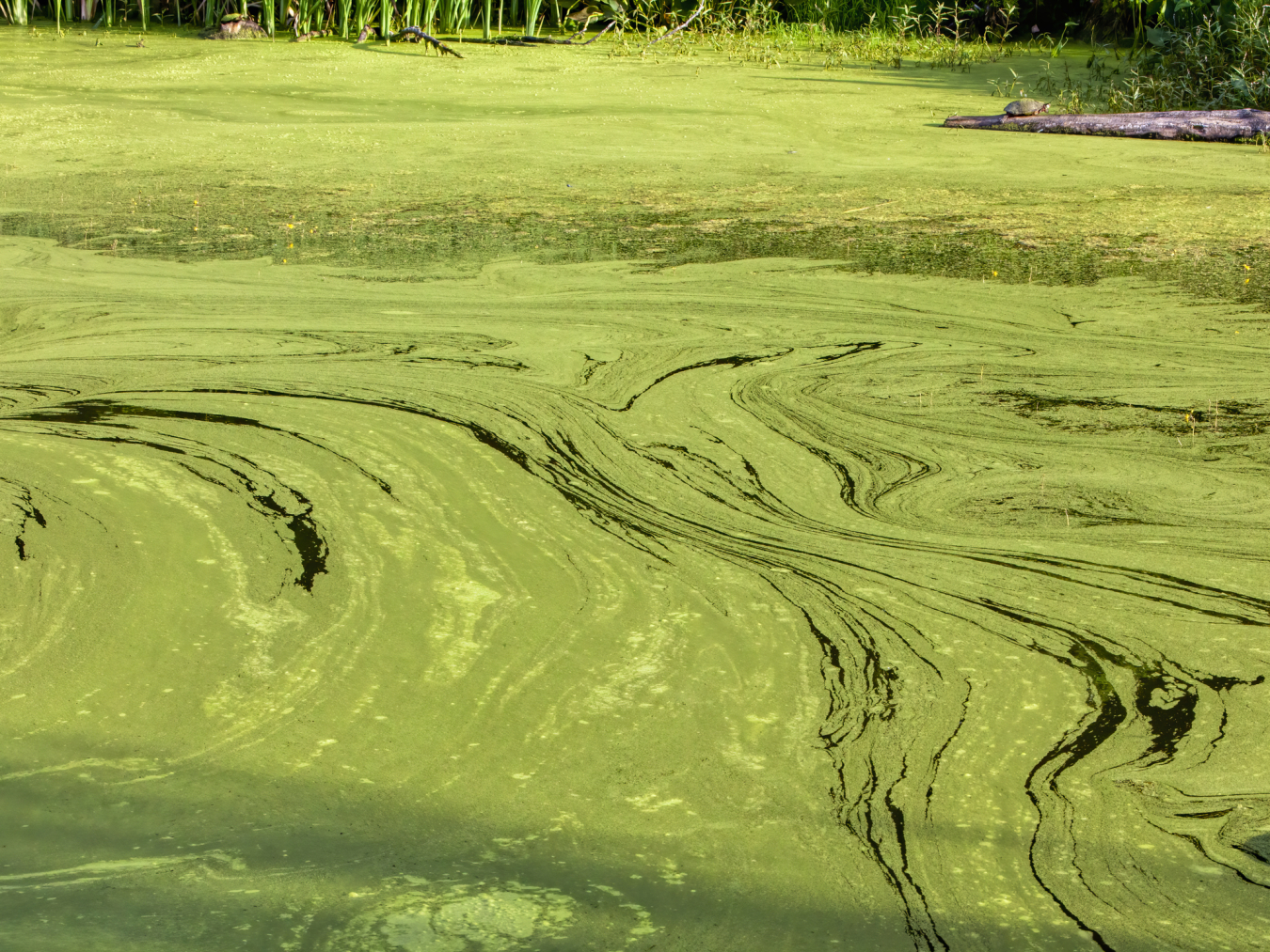 Algae Blooms Stink — Why not remove toxic algae blooms from waterways and sell the resulting biomass to companies to make sustainable fuel and products?