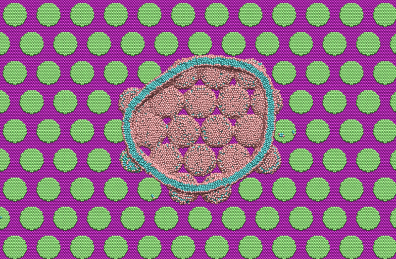 A computer simulation that shows a bacterium in the middle surrounded by a cell wall in blue. It’s on top of a series of circles in green that represent the nanopillars. The cell wall is getting disrupted where it meets the nanopillars.