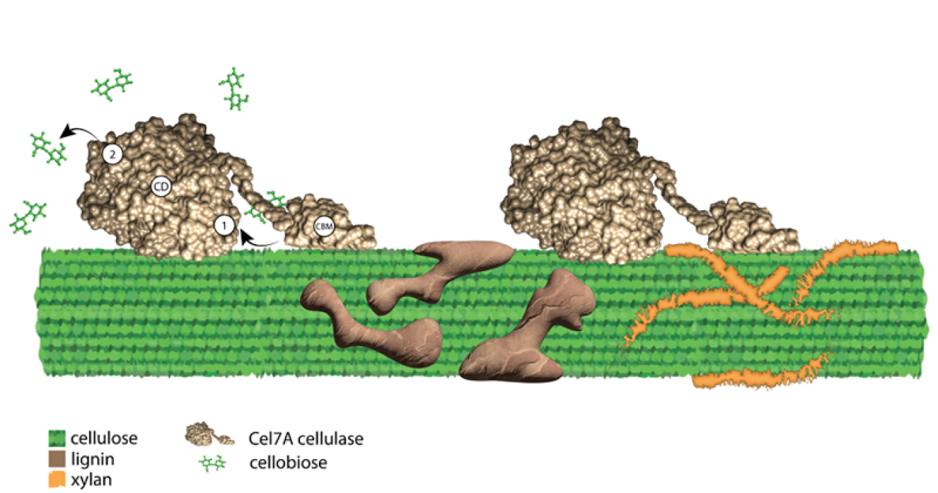 Cel7A cellulase enzymes (gold) are inhibited when breaking down cellulose (green) by the product, cellobiose, at both the “front door" (1) and “back door" (2) of the Cel7A tunnel, and by two other components of plant cell walls, lignin (brown) and xylan (orange).