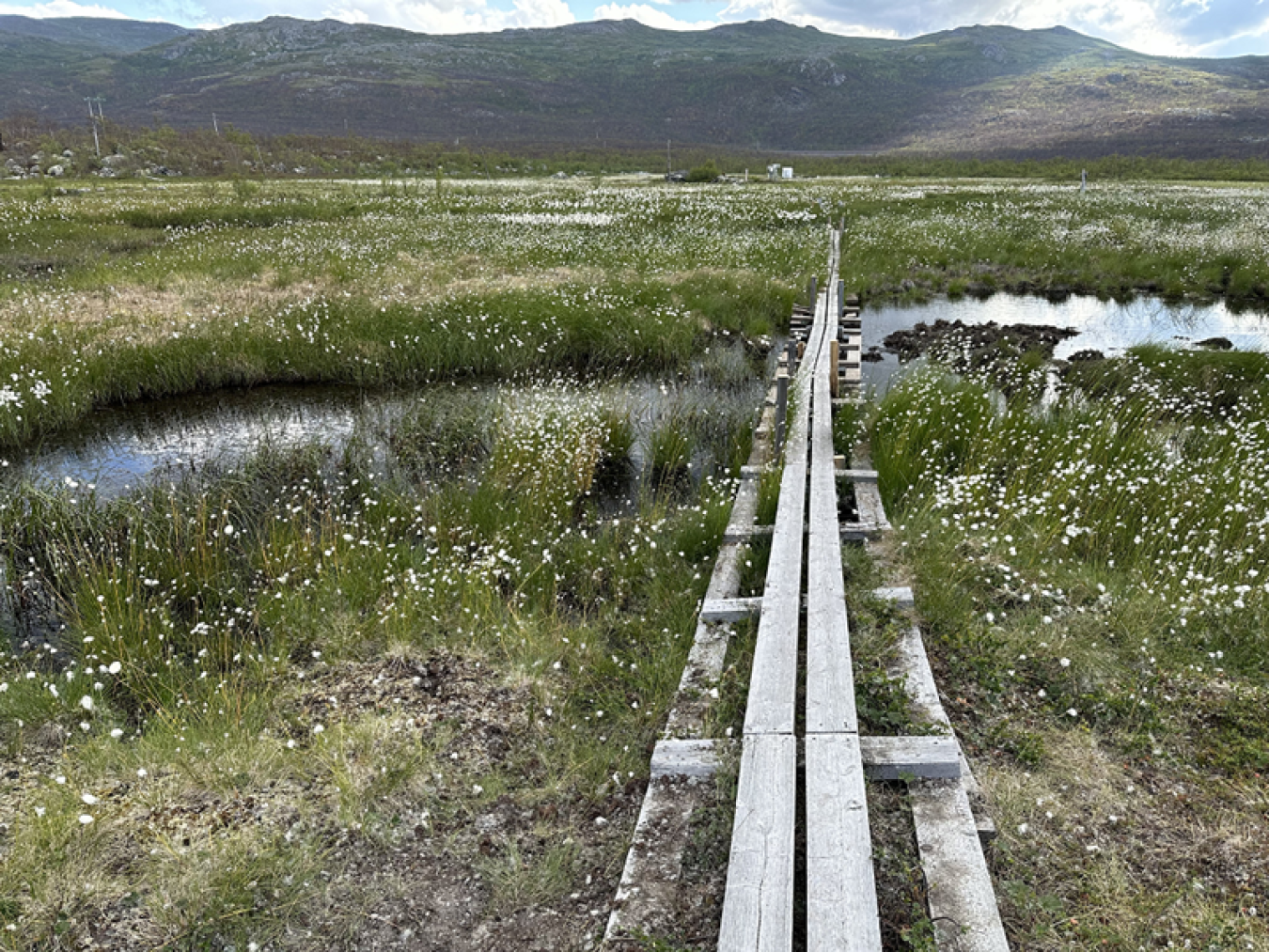 A boardwalk traversing Stordalen Mire in northern Sweden.