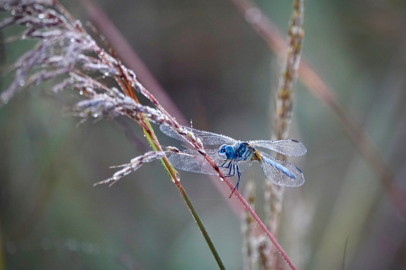 Blue Dasher 