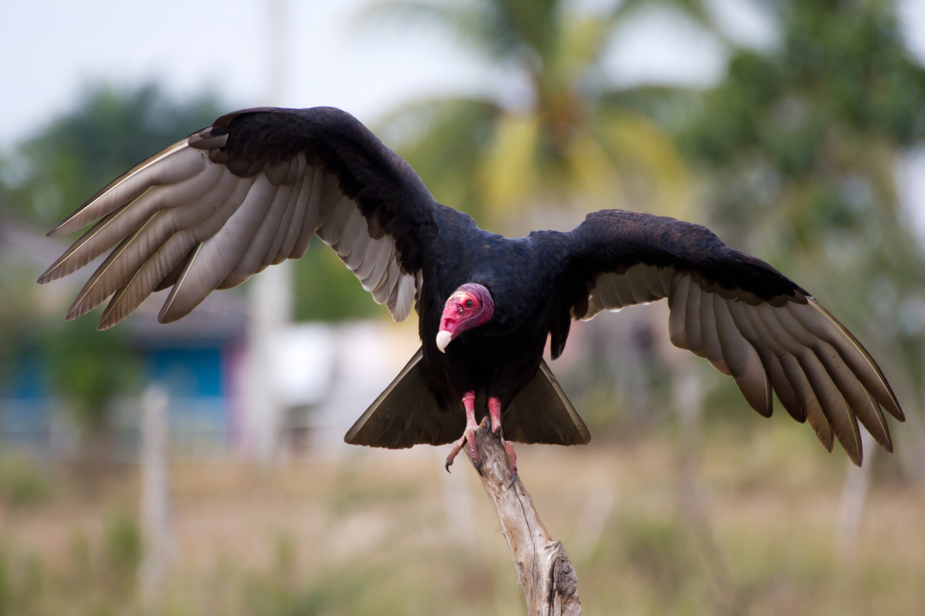 Turkey Vulture Weldon