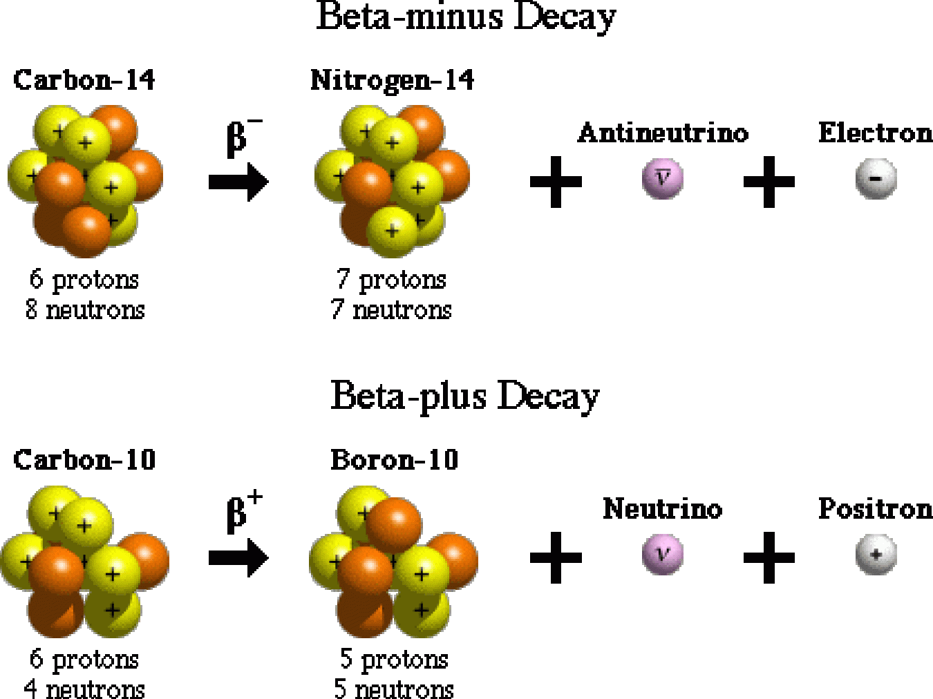 Examples of beta-minus and beta-plus decay in carbon.