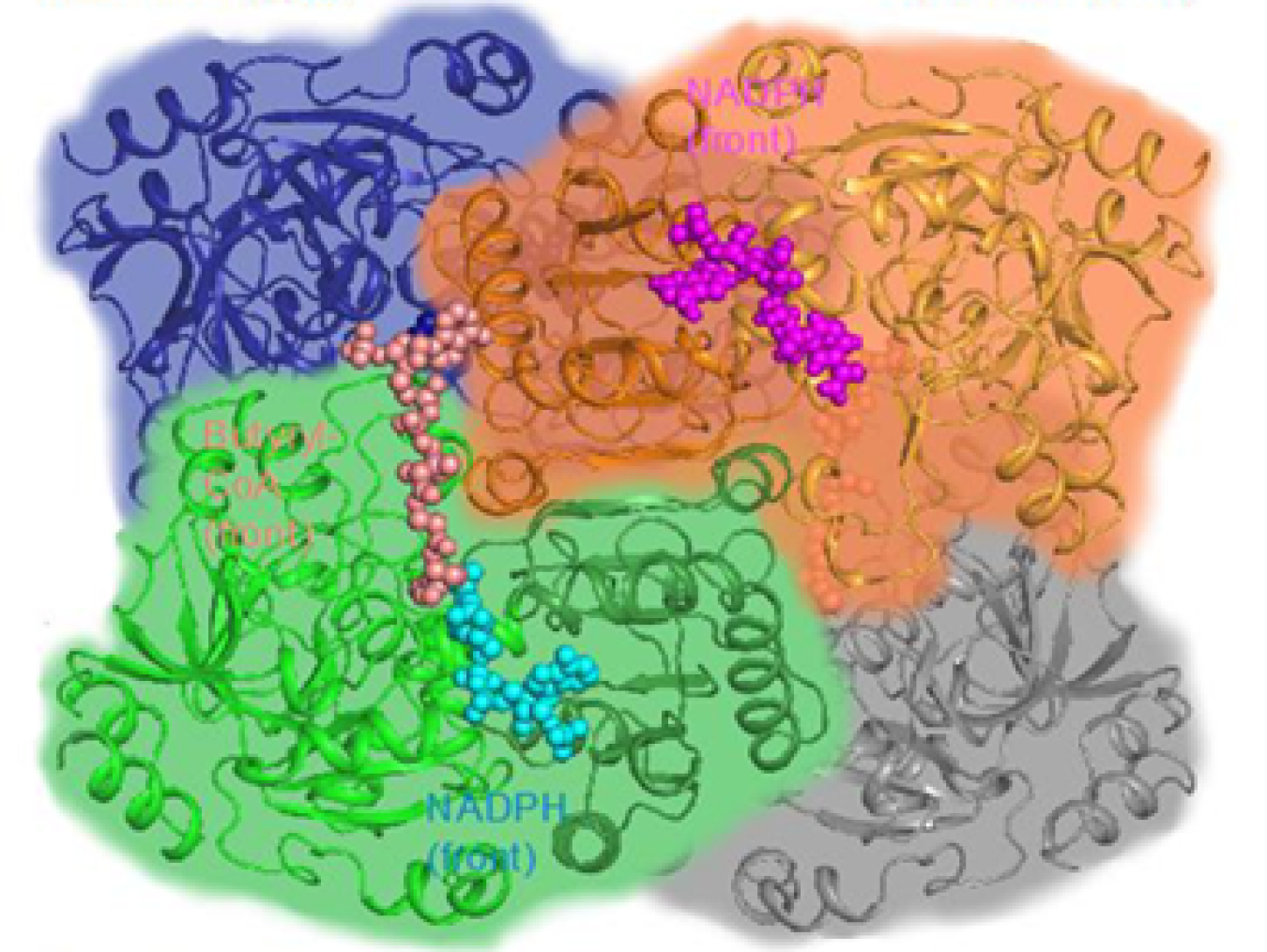 Biomolecular imaging reveals the structure of a type of enzyme called Enoyl-CoA carboxylases/reductases. These enzymes, which are involved with photosynthesis, are extremely effective at fixing carbon dioxide and removing it from the atmosphere.