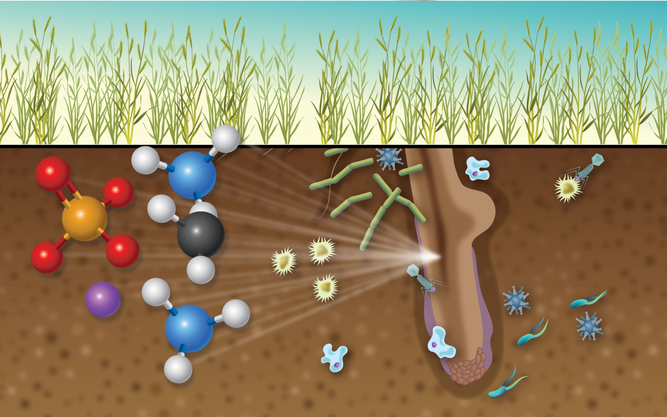 Recent research allows scientists to watch the interactions among bacteria and plants at the molecular level.