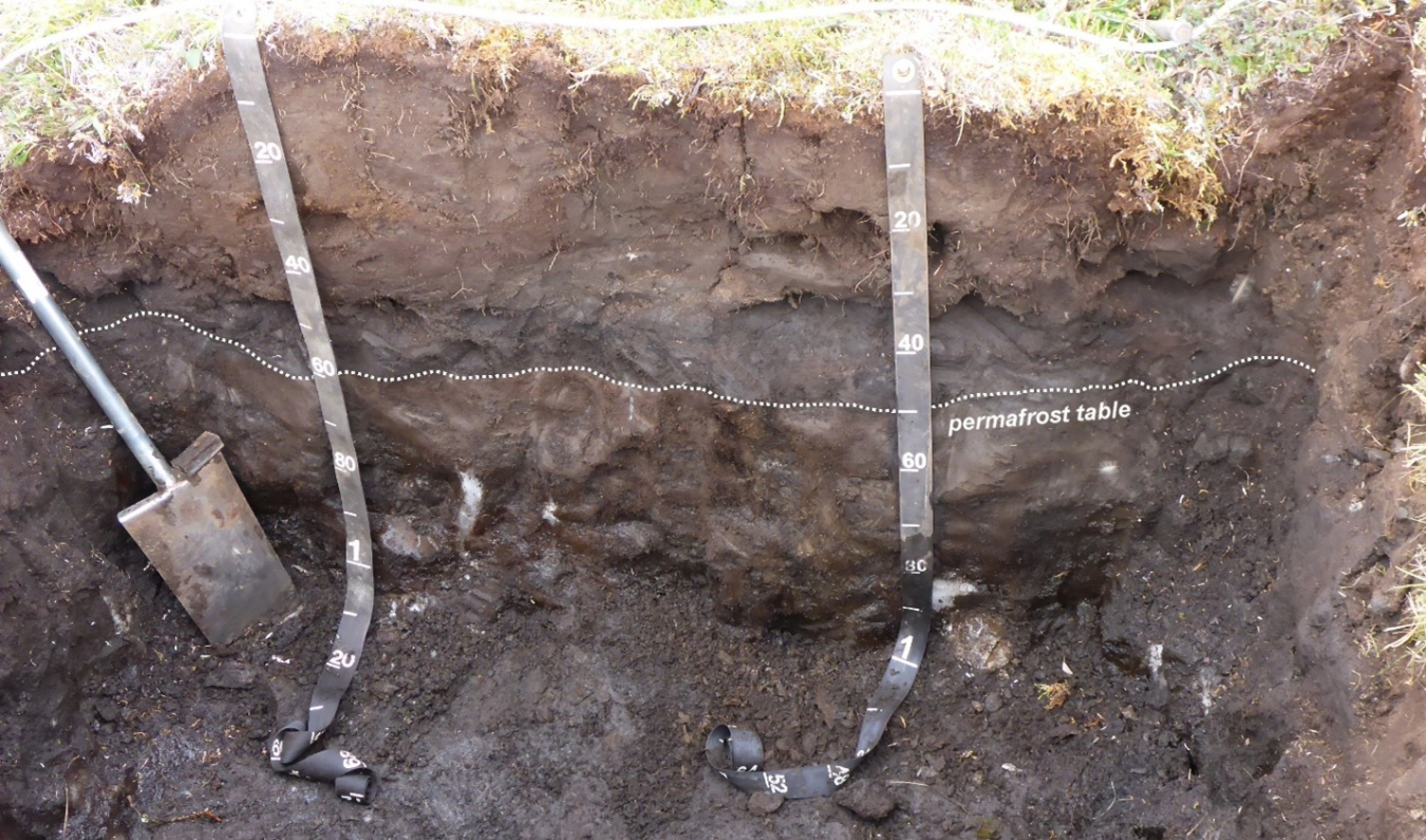 One meter depth profile from the North Slope of Alaska showing an organic, arctic tundra soil with permafrost below the dotted line.