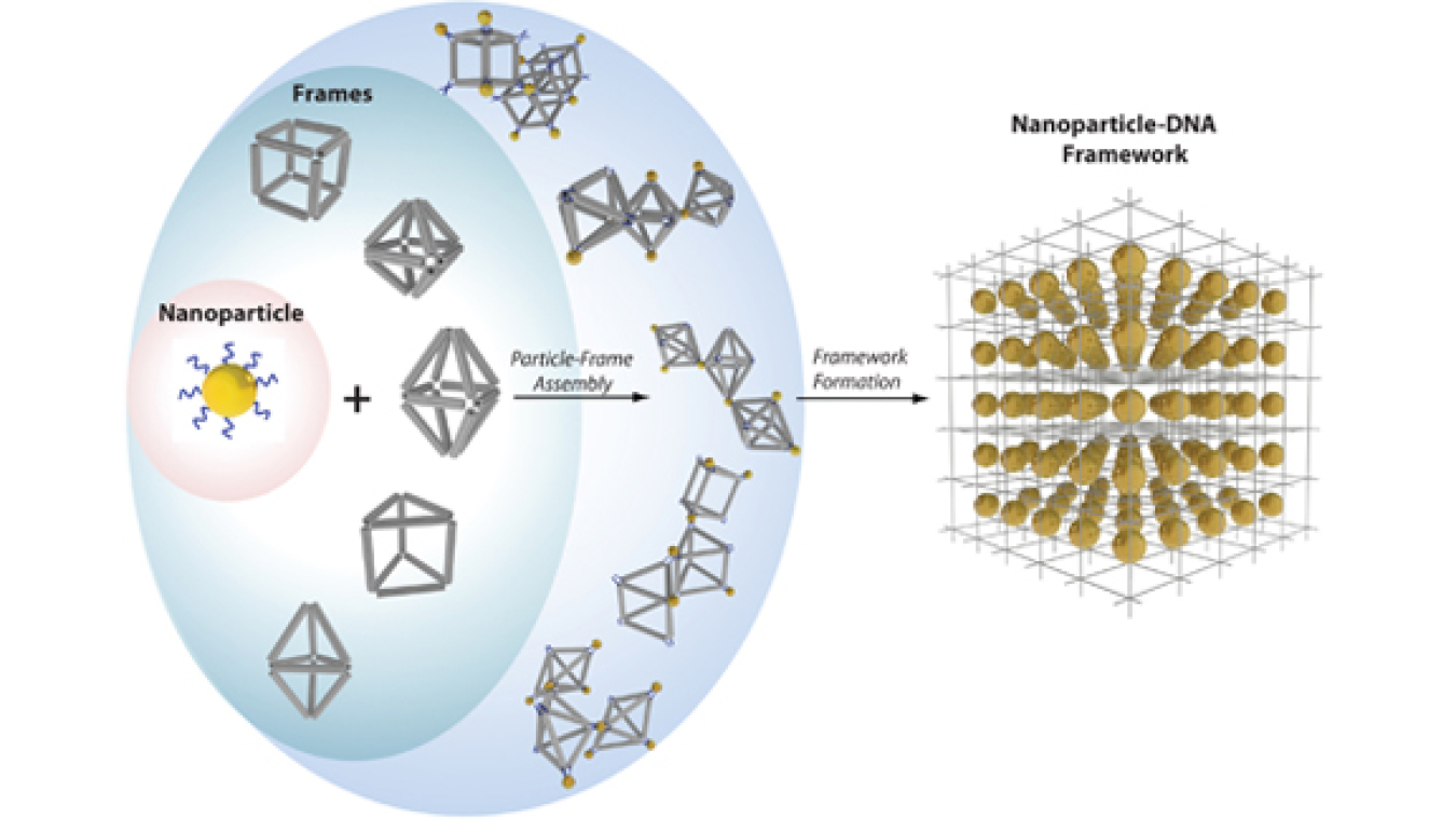 Researchers at DOE's Brookhaven National Laboratory have discovered how to combine DNA and nanoparticles so that the nanoparticles self-assemble into a variety of 3D structures.