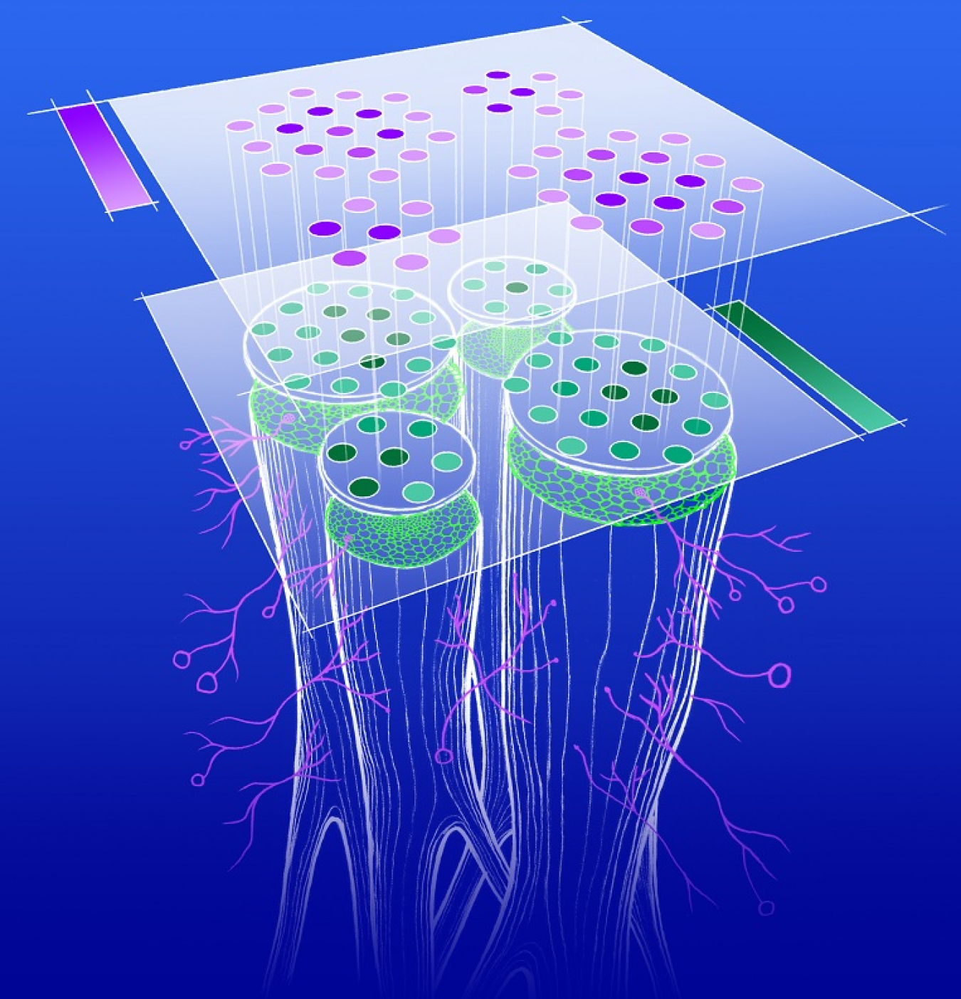 Artist’s representation of gene expression in mycorrhizae-colonized roots as obtained by the combination of single-cell and spatial gene expression analyses.