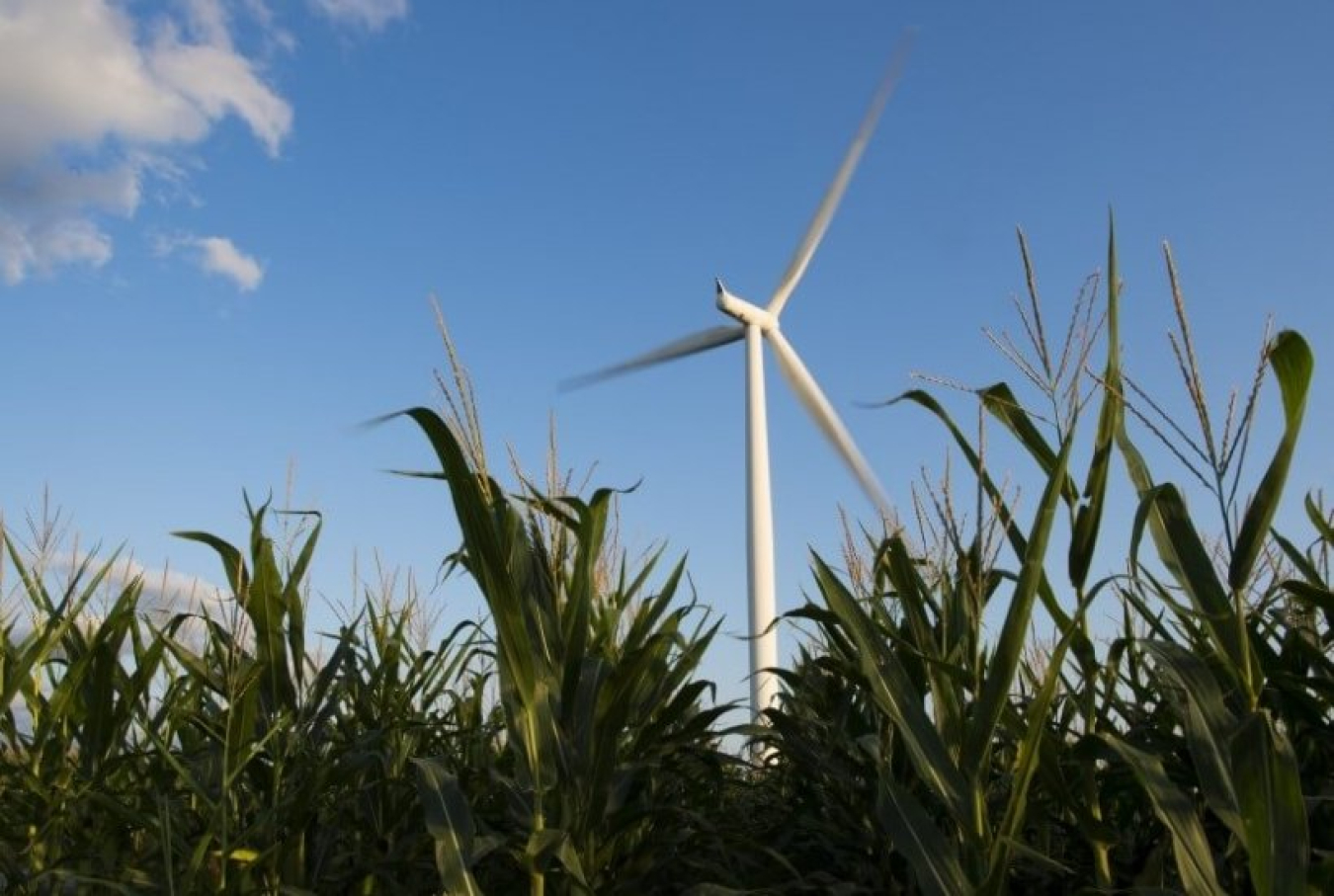 Wind turbine in a field