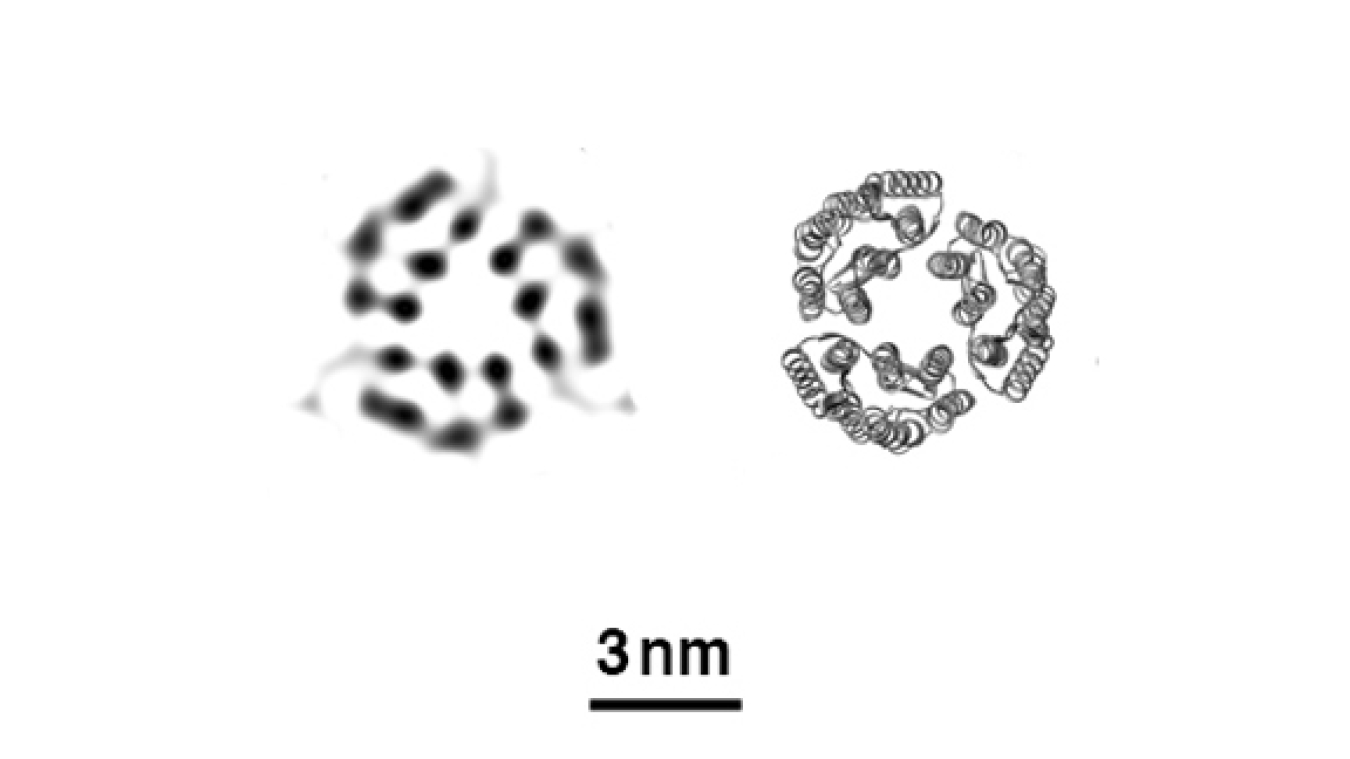 Caught by XFEL: X-ray free-electron lasers can create images (left) that accurately reflect the known structure of proteins determined by conventional methods (right), in this case, three bacteriorhodopsin proteins.