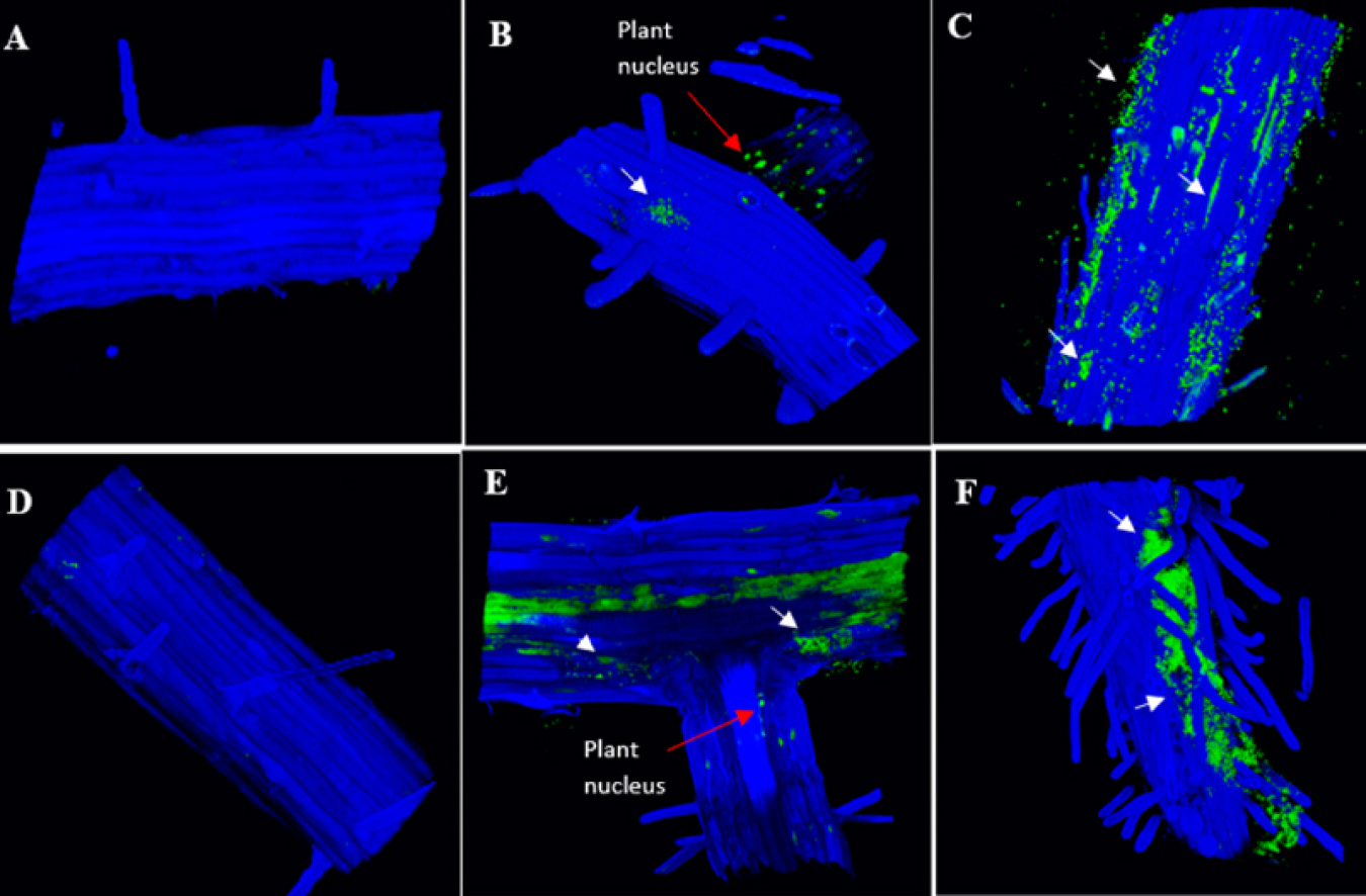 There are six images of plant roots. Each image shows the surface of the plant’s root cells in bright blue and clumps of neon green speckles representing the bacteria. The first, second, and fourth plants have no or little bacteria, while the rest have quite a bit.