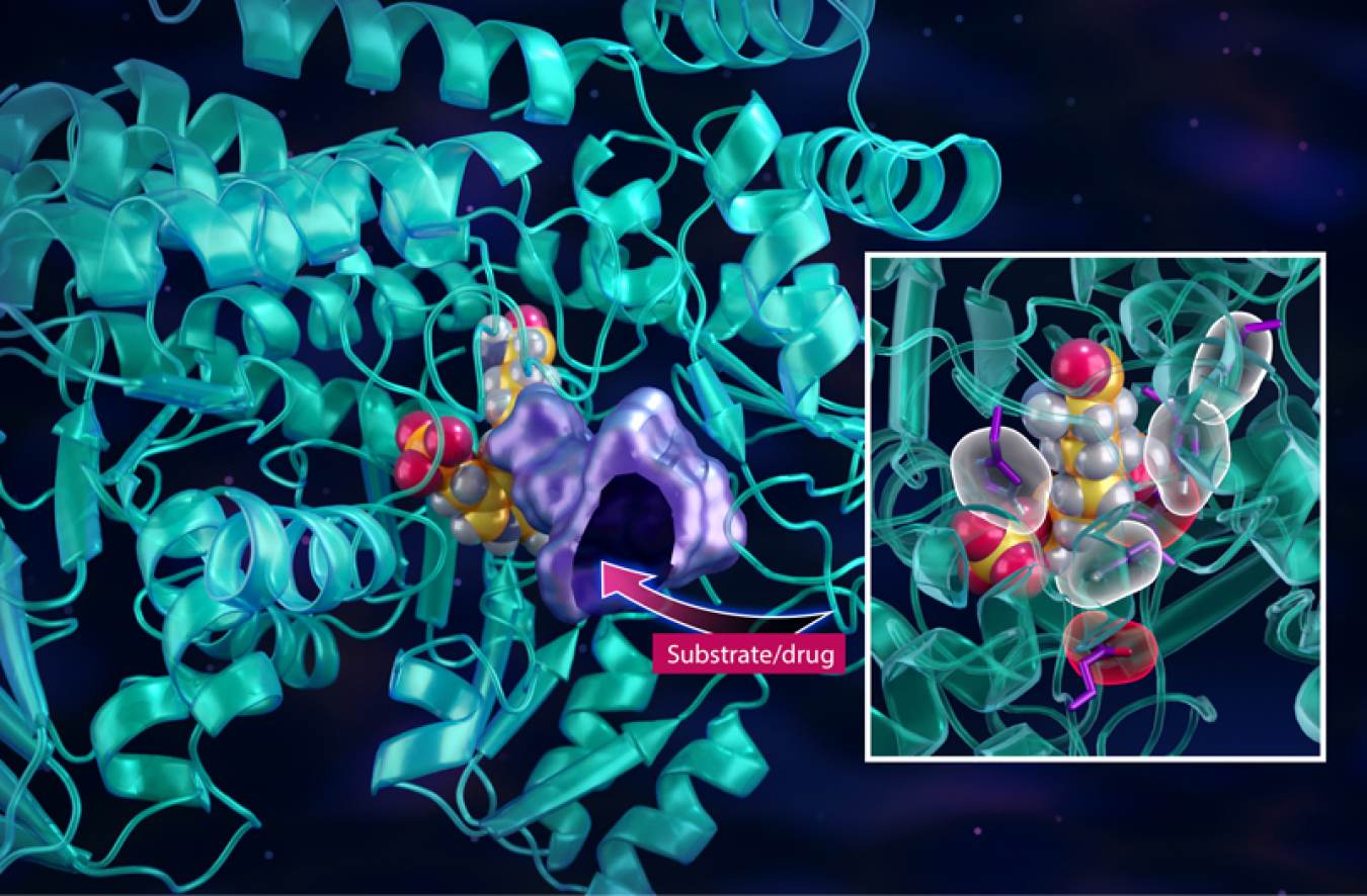 A vibrant turquoise green illustration of coiled, ribbon-like strands on an overall black background shows the one-carbon enzymatic mechanism that synthesizes vital food sources for cancer cells, providing key insights into designing novel drugs to slow the spread of aggressive cancers. The image also contains a close-up, embedded view of the substrate/drug area in the illustration, highlighting cell structure and placement and pathways with red and gold colors on different blobs.