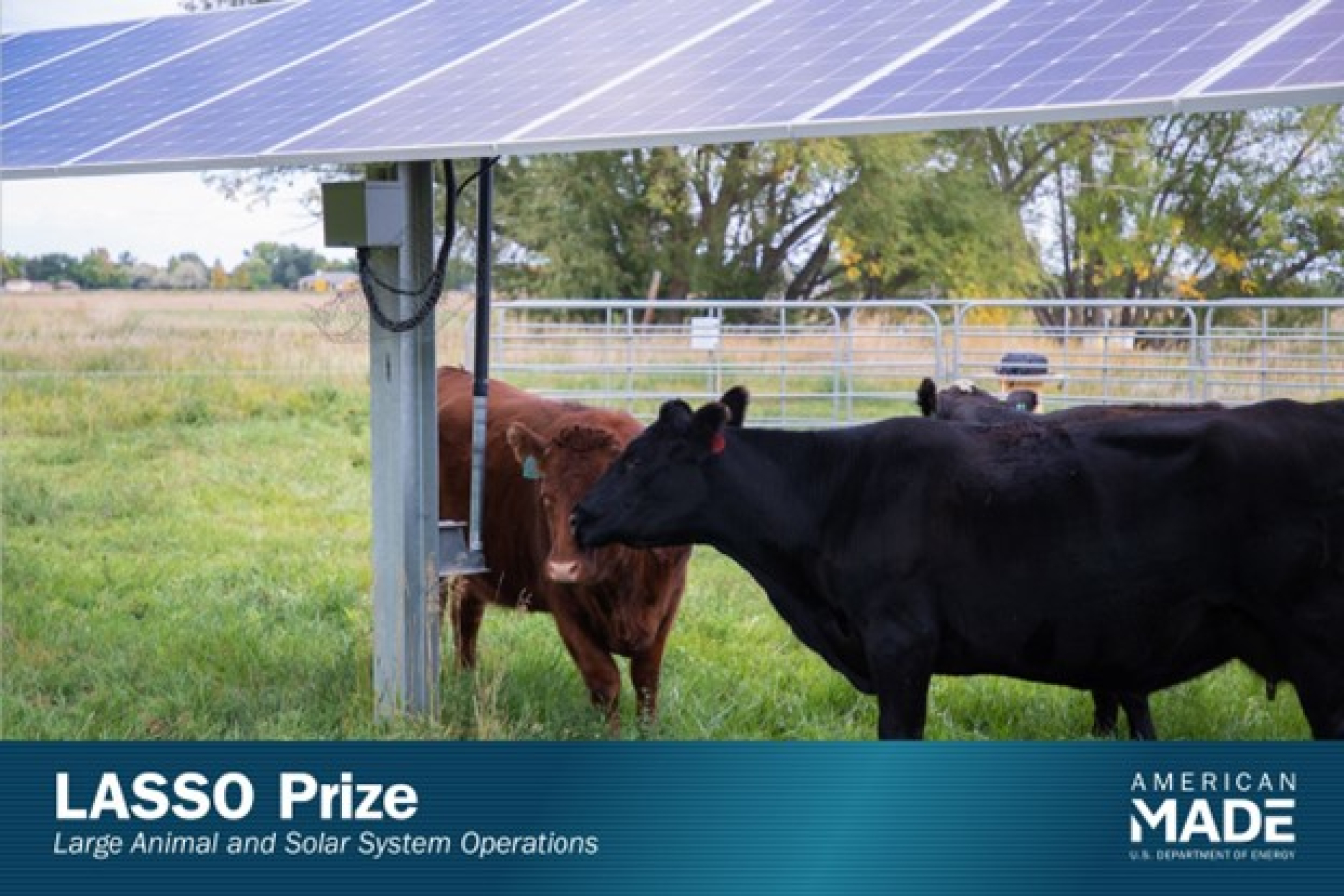 Photo of two cows standing underneath a solar panel in a pasture with the words "LASSO Prize" and the American Made logo beneath it.