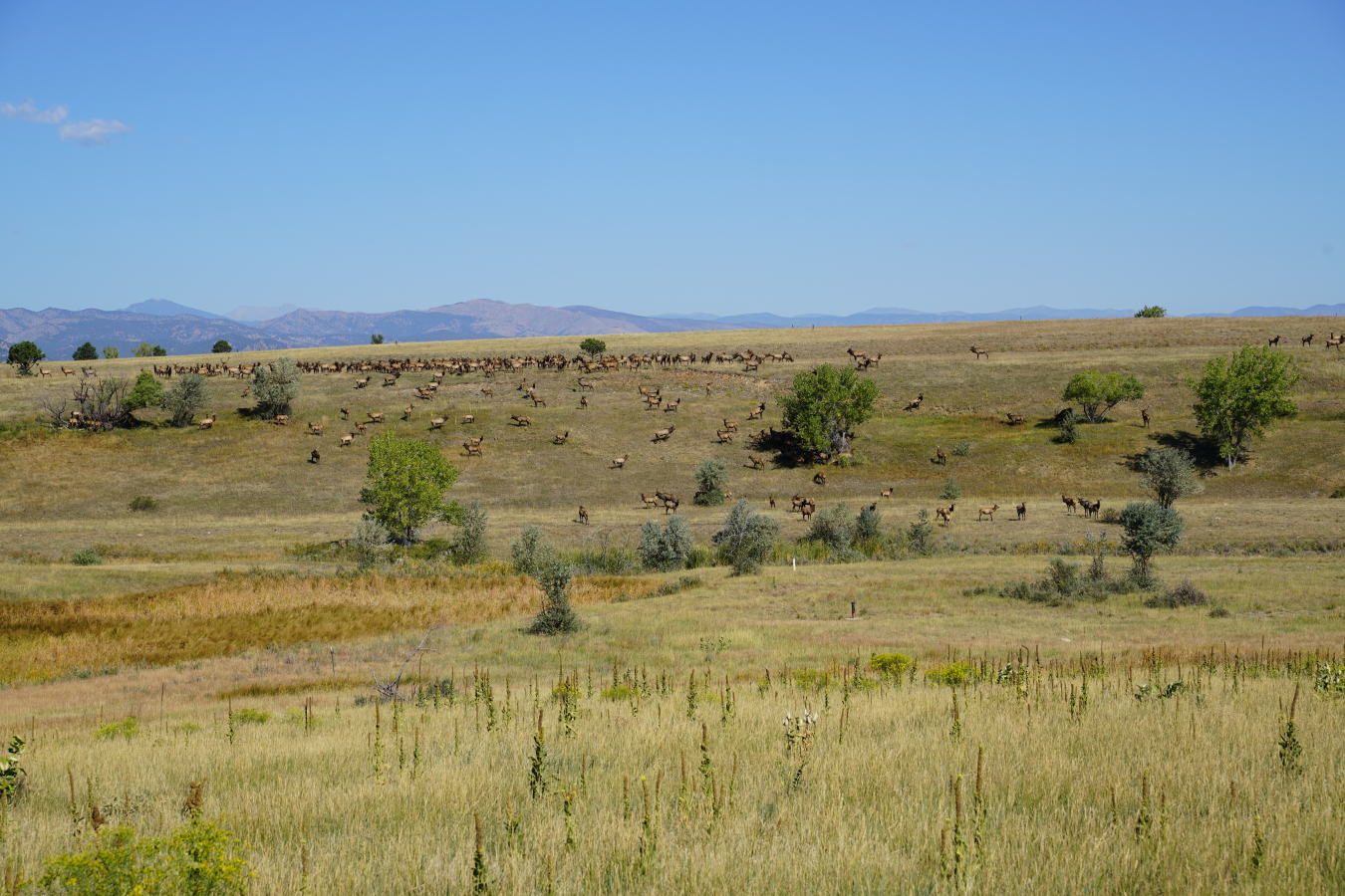 Elk at Rocky Flats