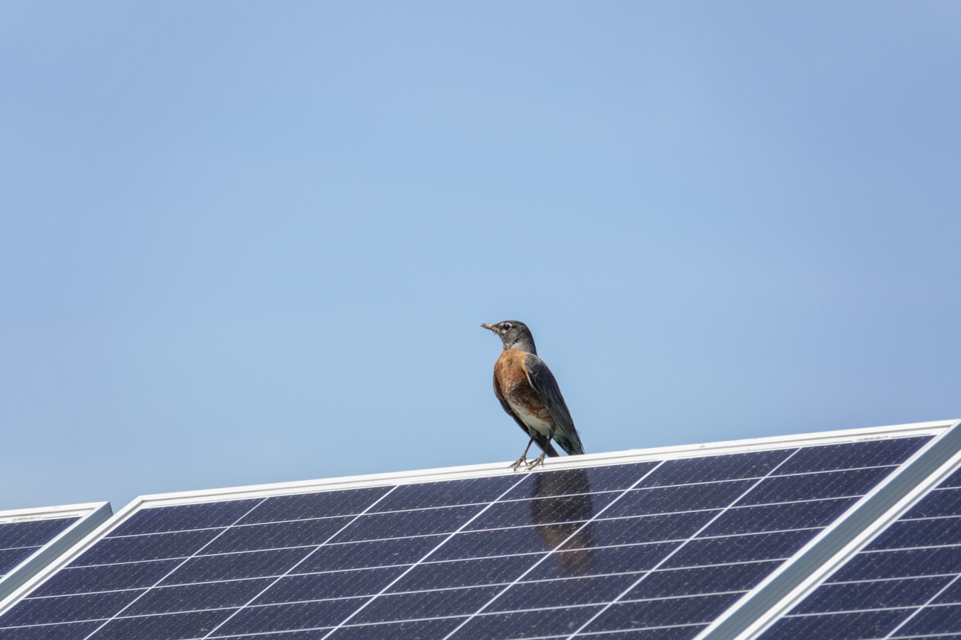 Photo of a robin perched on a solar panel. 