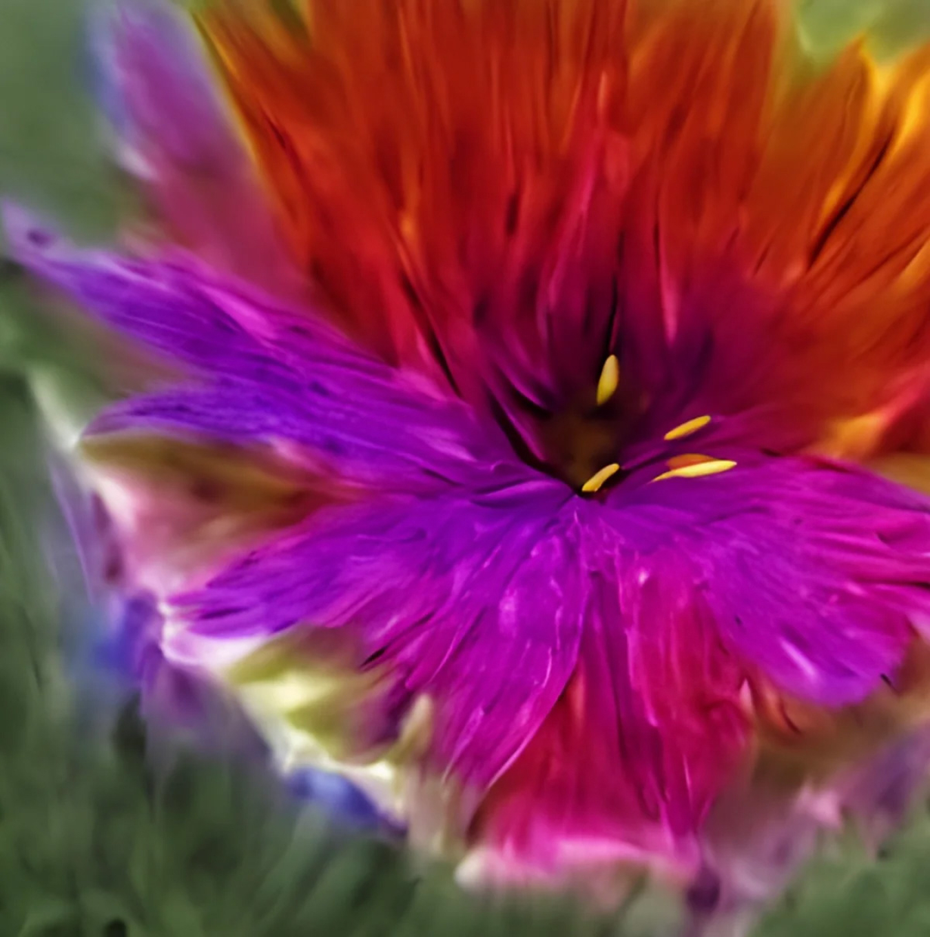 A digital image of a flower. 