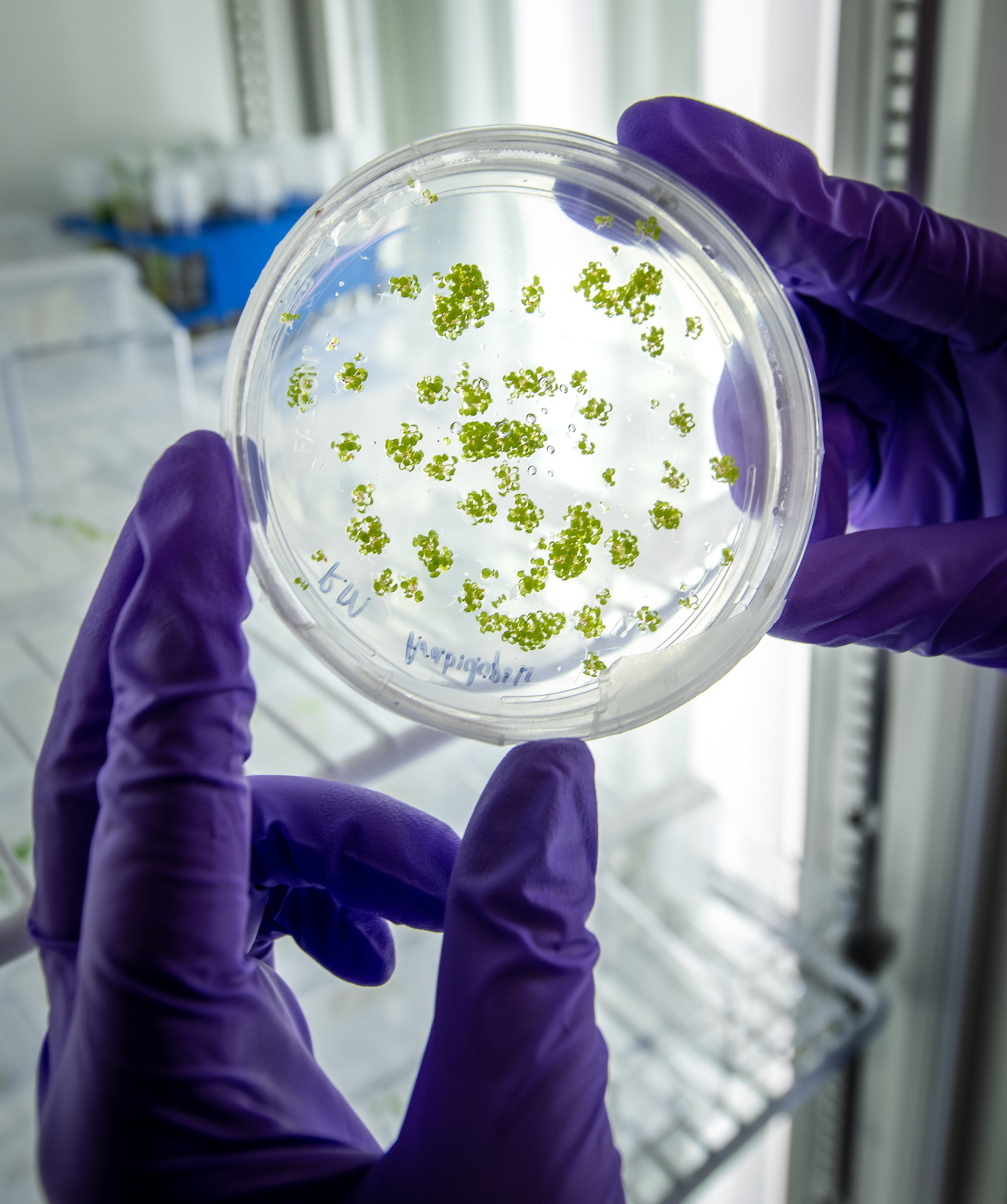 Photo of two gloved hands holding a petri dish up against a light