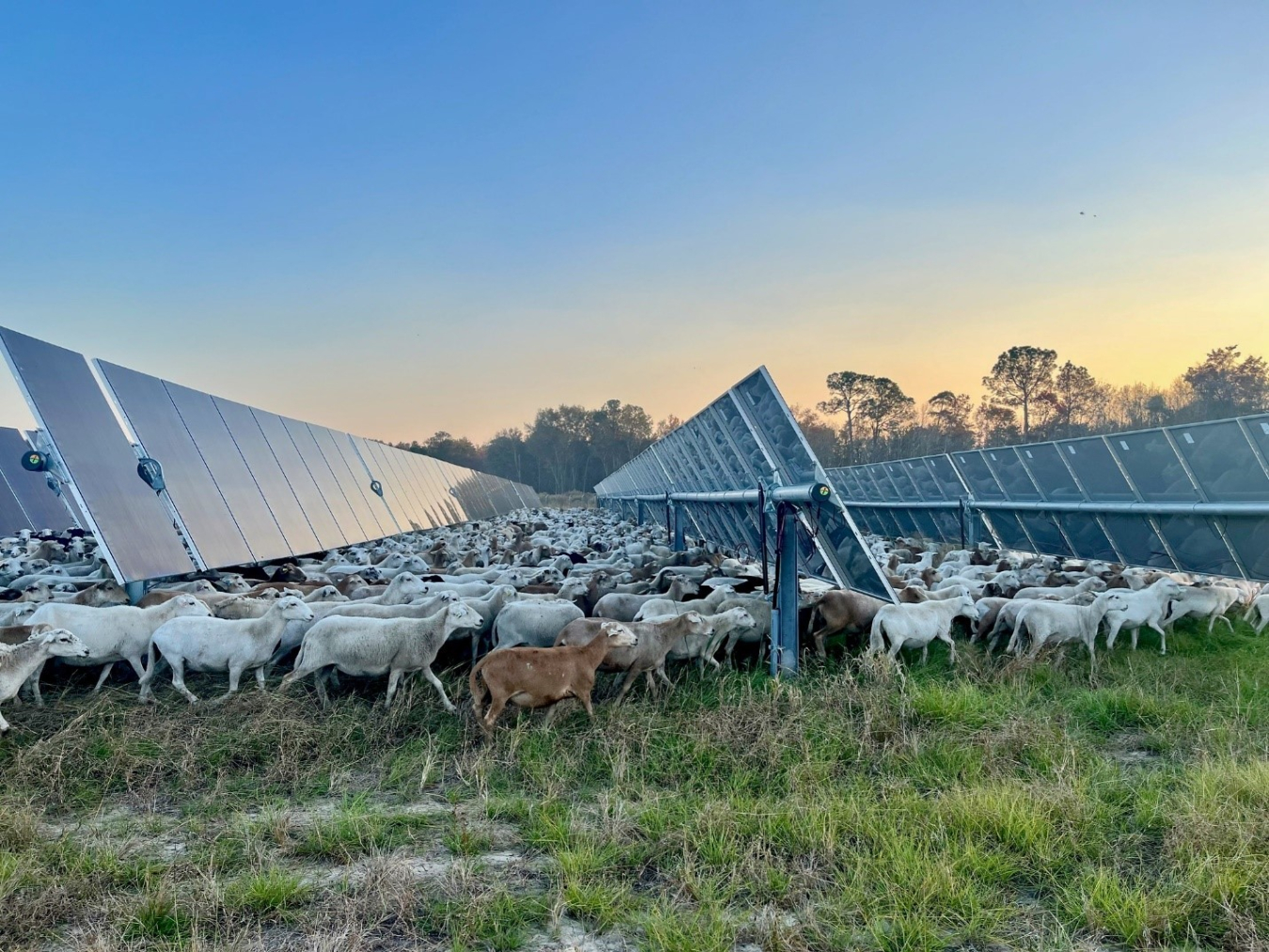 A flock of sheep at Silicon Ranch’s Snipesville Ranch project in Jeff Davis County, Georgia, moving from one pasture to another.