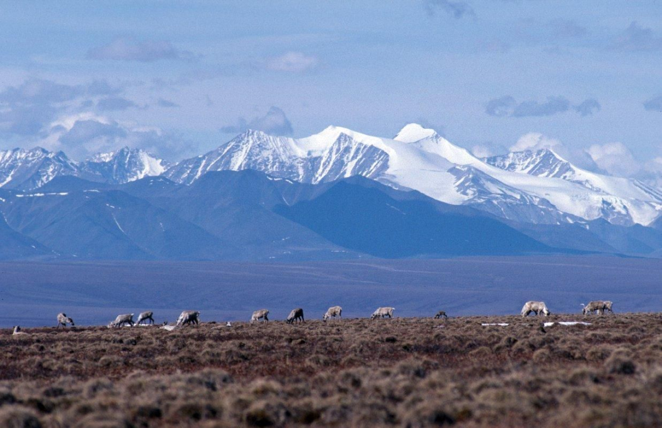 Brooks range with caribou.jpg