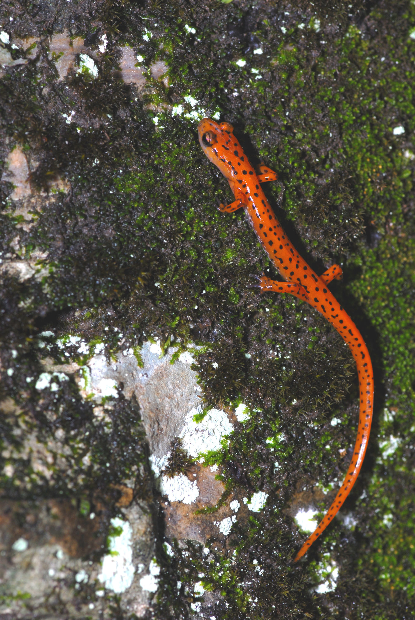 New populations of the state-endangered cave salamander have been recorded near LM's Fernald Preserve, Ohio, Site. 