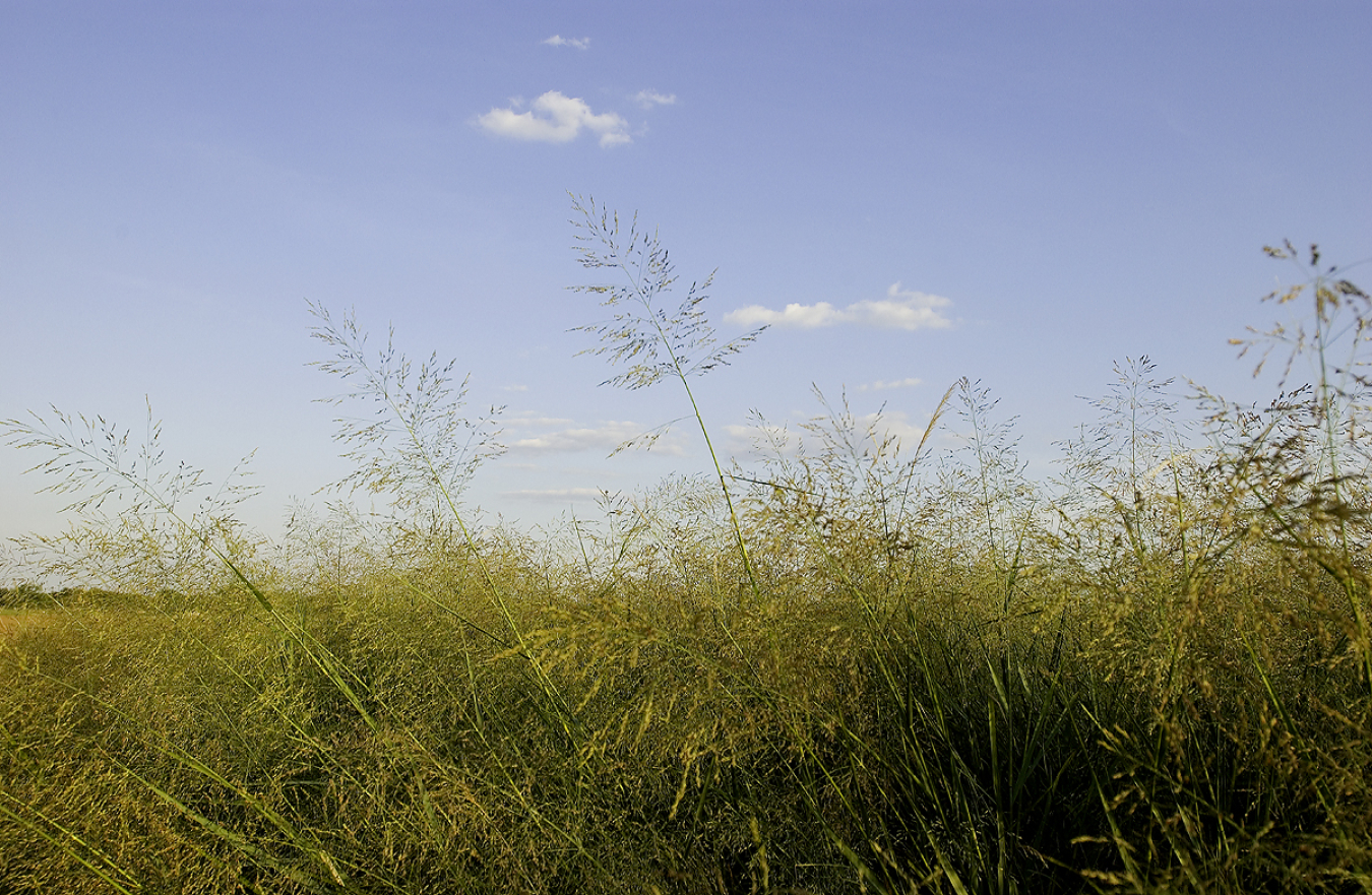 Switchgrass.jpg