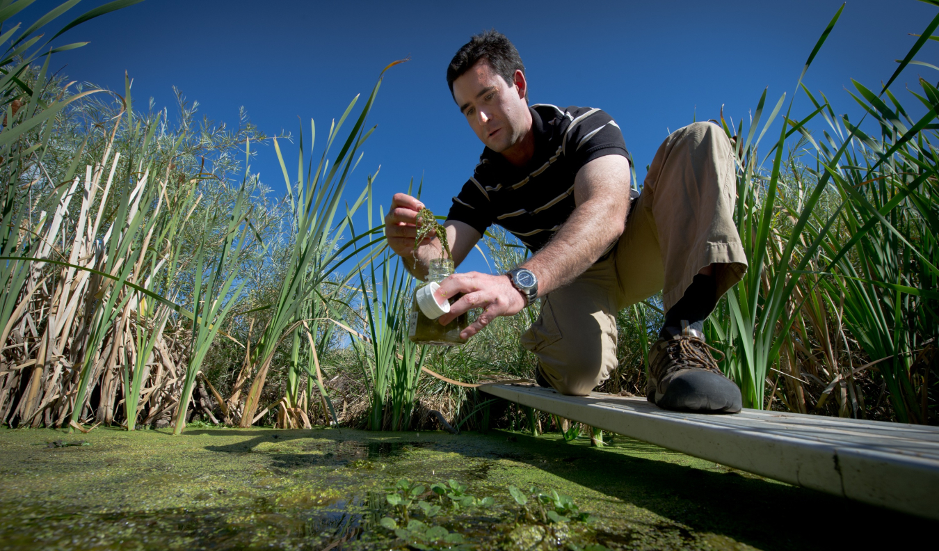 A researcher kneels on a board above a pond and collects an algae sample. 